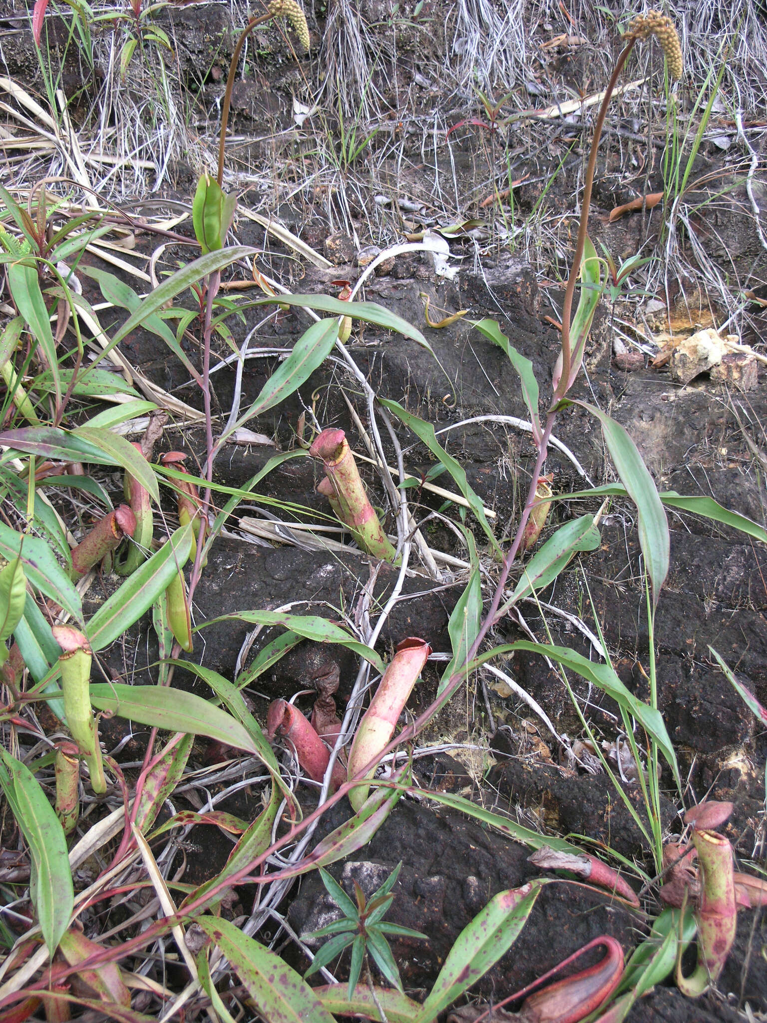Image of Nepenthes kampotiana Lecomte