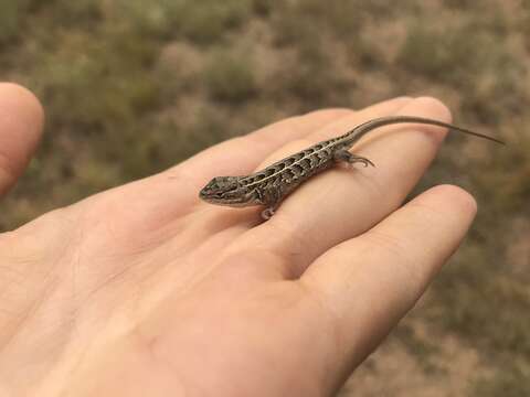 Image of Slevins’s Bunch Grass Lizard