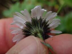 Imagem de Erigeron melanocephalus (A. Nels.) A. Nels.