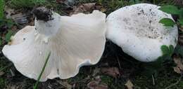 Image of Lactarius piperatus (L.) Pers. 1797