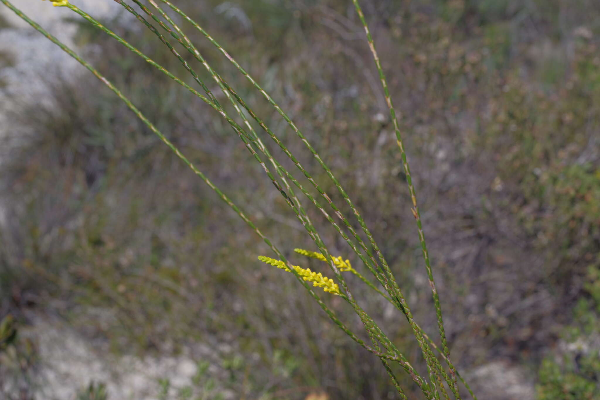 Sivun Corynanthera flava J. W. Green kuva