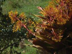 Слика од Aechmea leptantha (Harms) Leme & J. A. Siqueira