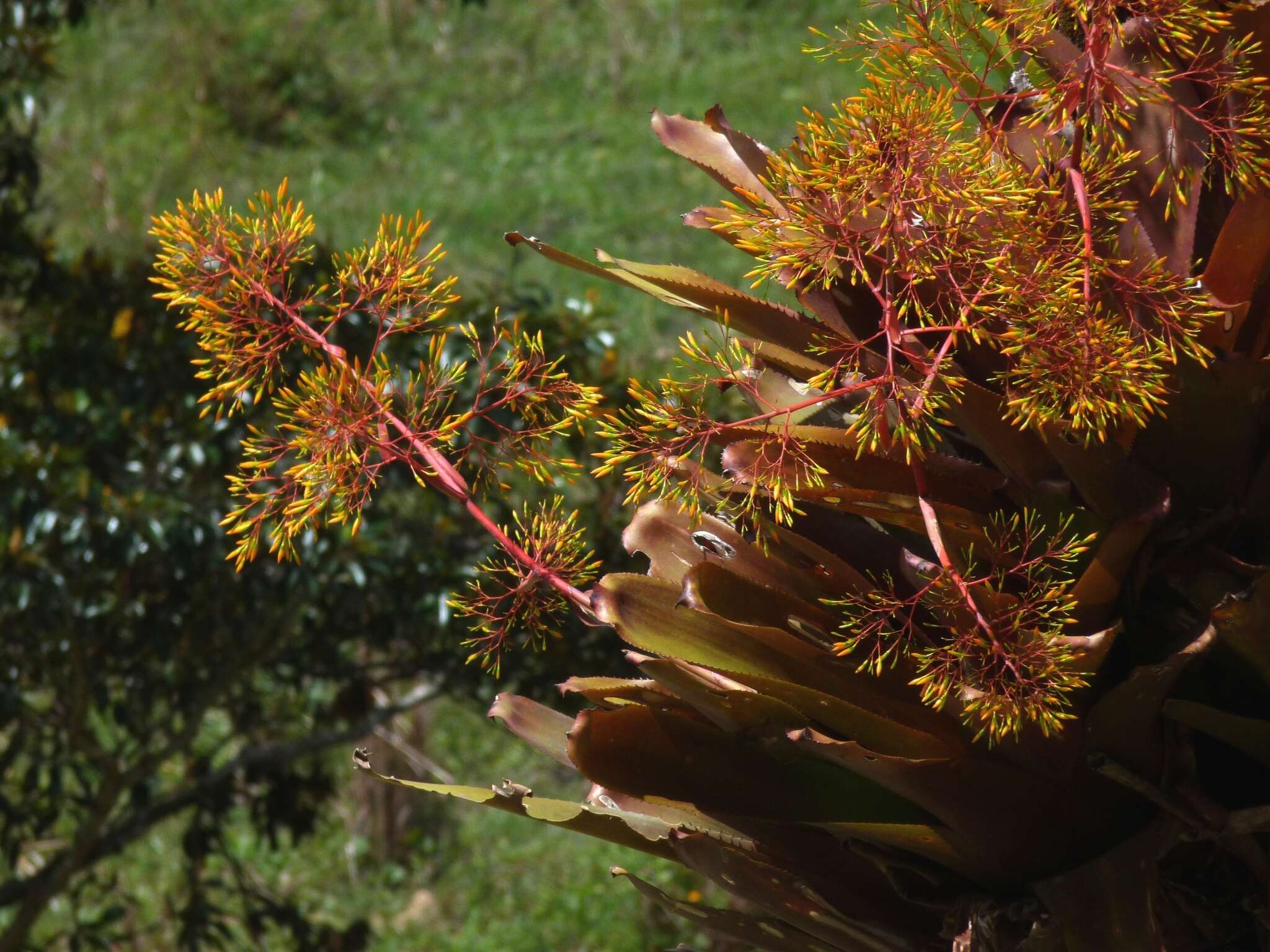 Слика од Aechmea leptantha (Harms) Leme & J. A. Siqueira