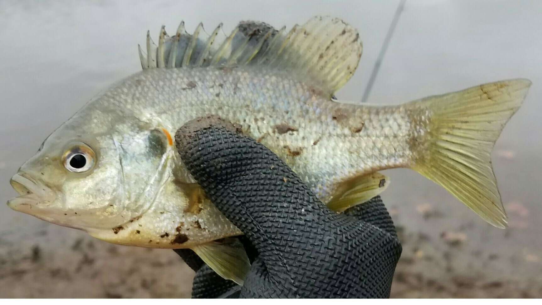 Image of Redear Sunfish