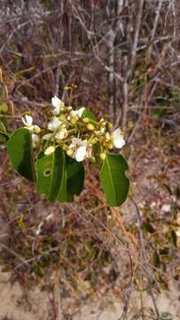 صورة Baphia capparidifolia Baker