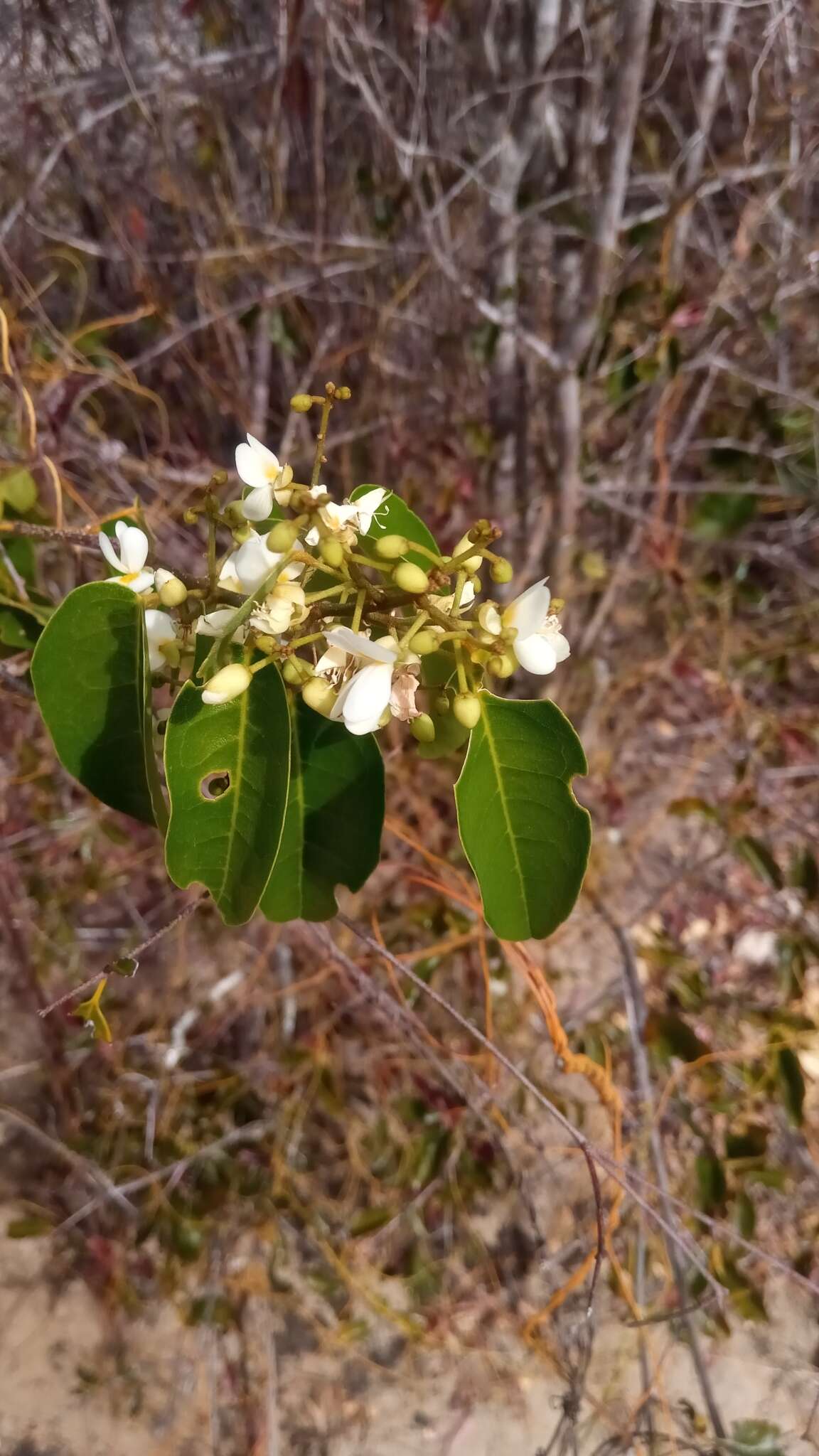 صورة Baphia capparidifolia Baker