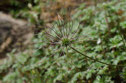 Image of Pulsatilla alpina subsp. font-queri Lainz & P. Monts.