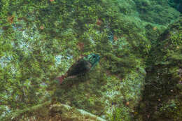 Image of Agassiz&#39;s parrotfish