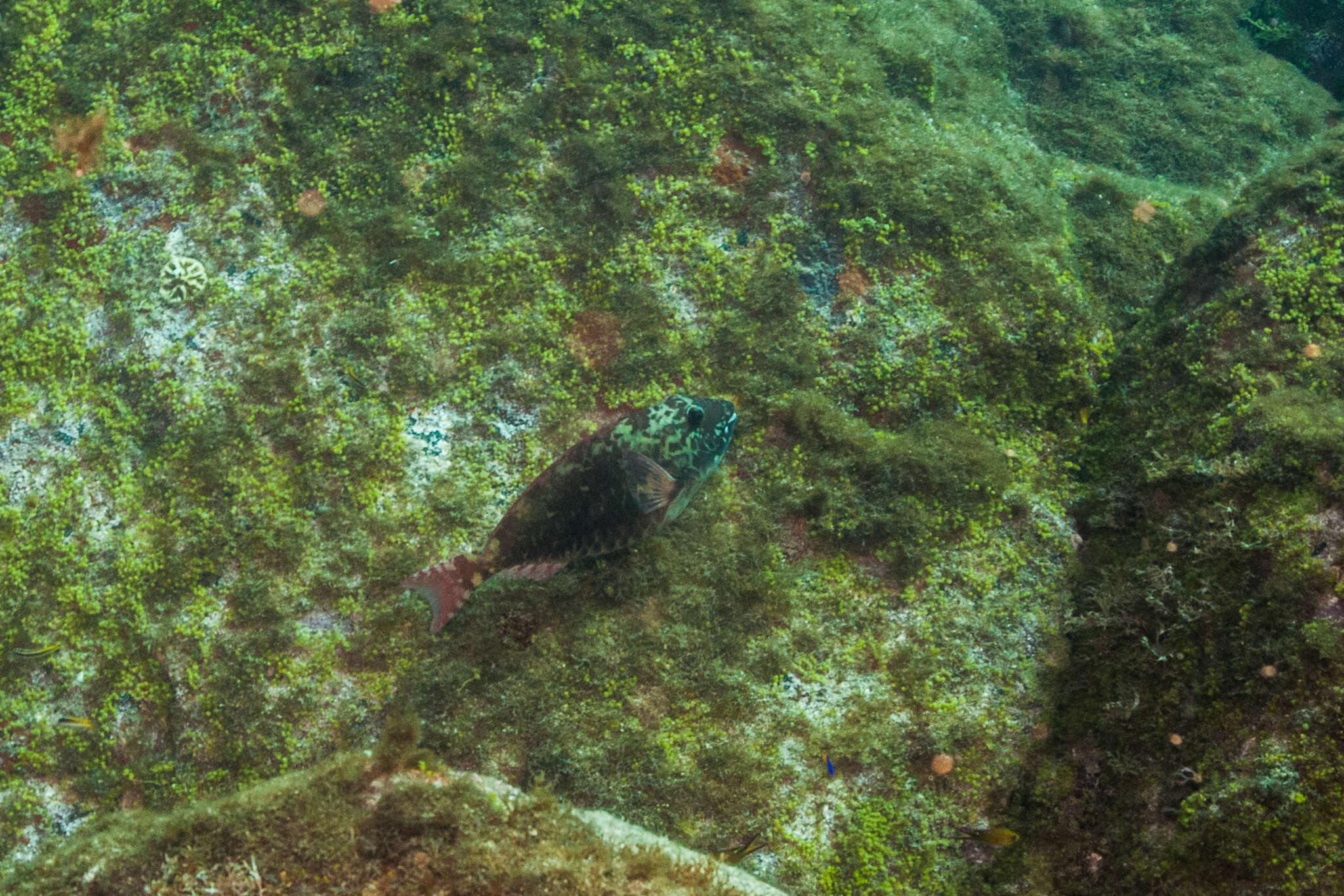 Sparisoma frondosum (Agassiz 1831) resmi