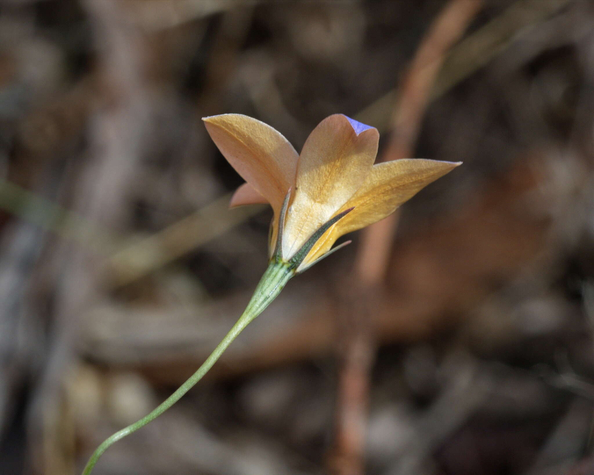 Imagem de Wahlenbergia luteola P. J. Sm.