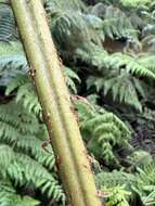 Plancia ëd Dryopteris unidentata var. paleacea (Hillebr.) Fraser-Jenk.