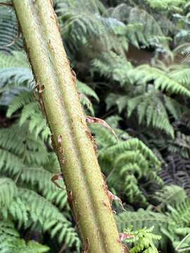 Image of Dryopteris unidentata var. paleacea (Hillebr.) Fraser-Jenk.