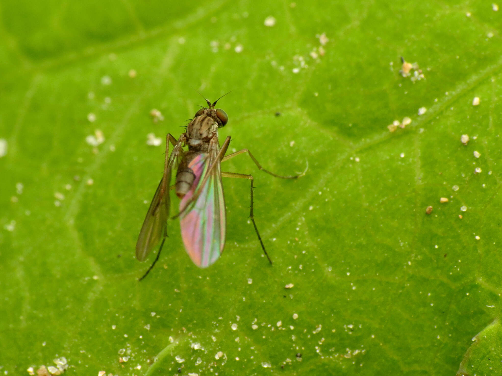 Plancia ëd Sympycnus lineatus Loew 1861