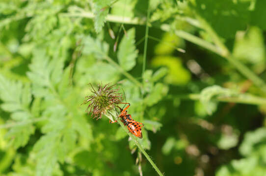 Image of Rhynocoris iracundus (Poda 1761)