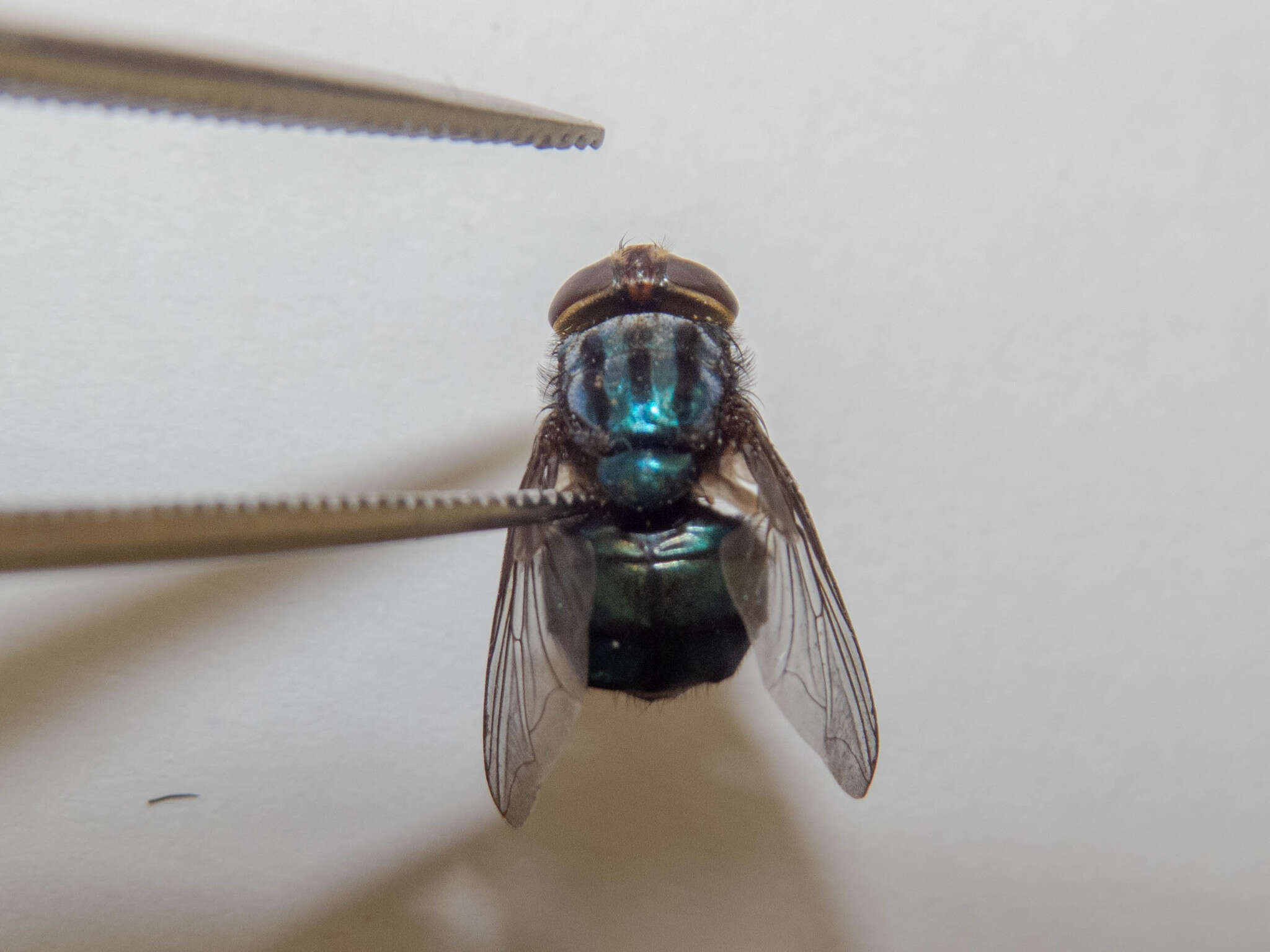 Image of Cochliomyia hominivorax Coquerel 1858