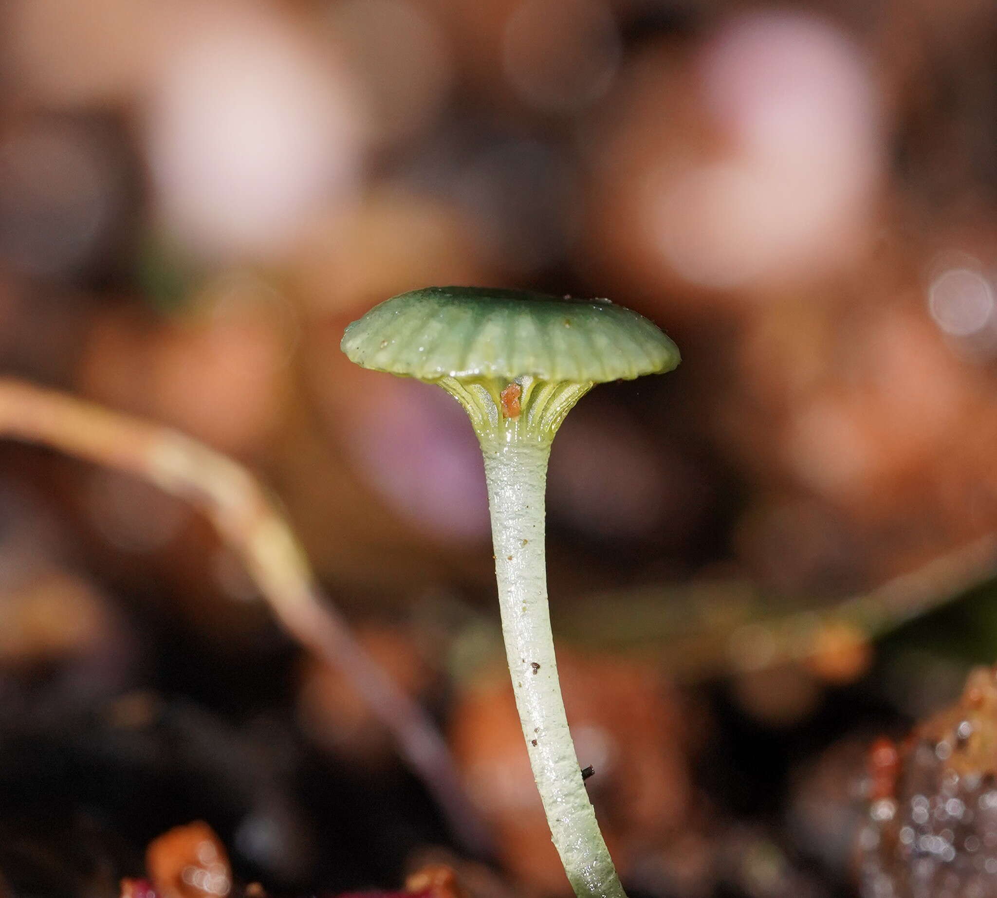 Image of Gliophorus pseudograminicolor (A. M. Young) P. M. Kirk 2013