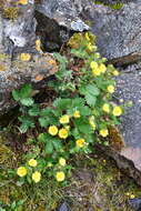 Image de Potentilla asperrima Turcz.