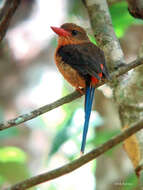 Image of Brown-headed Paradise Kingfisher