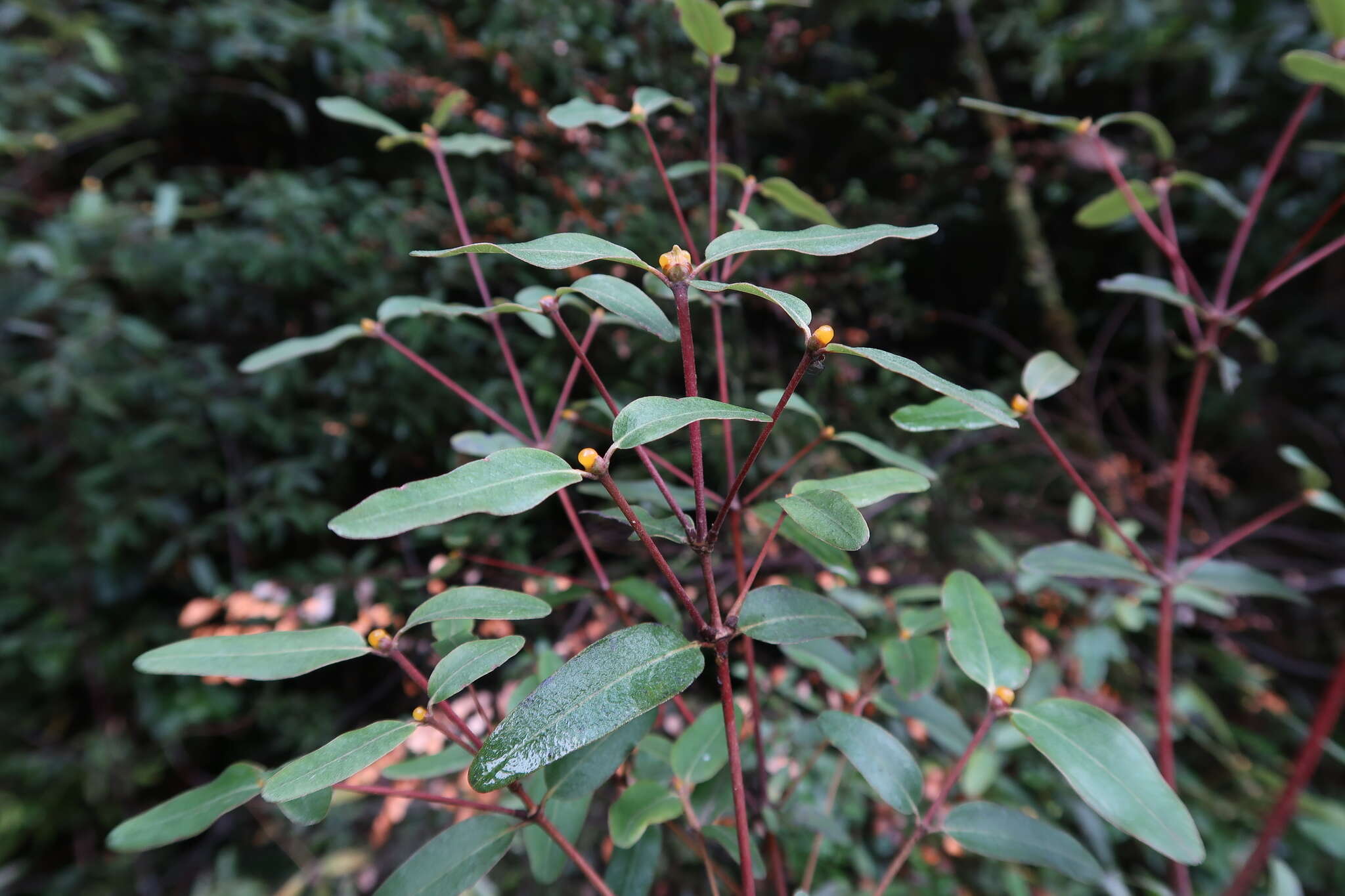 Слика од Eucryphia lucida (Labill.) Baillon