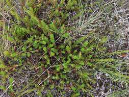 Image of Mountain Crowberry