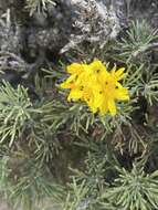 Image of Brachanthemum