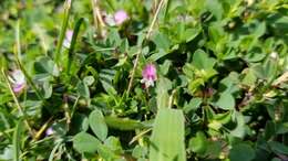 Image of Japanese bush clover