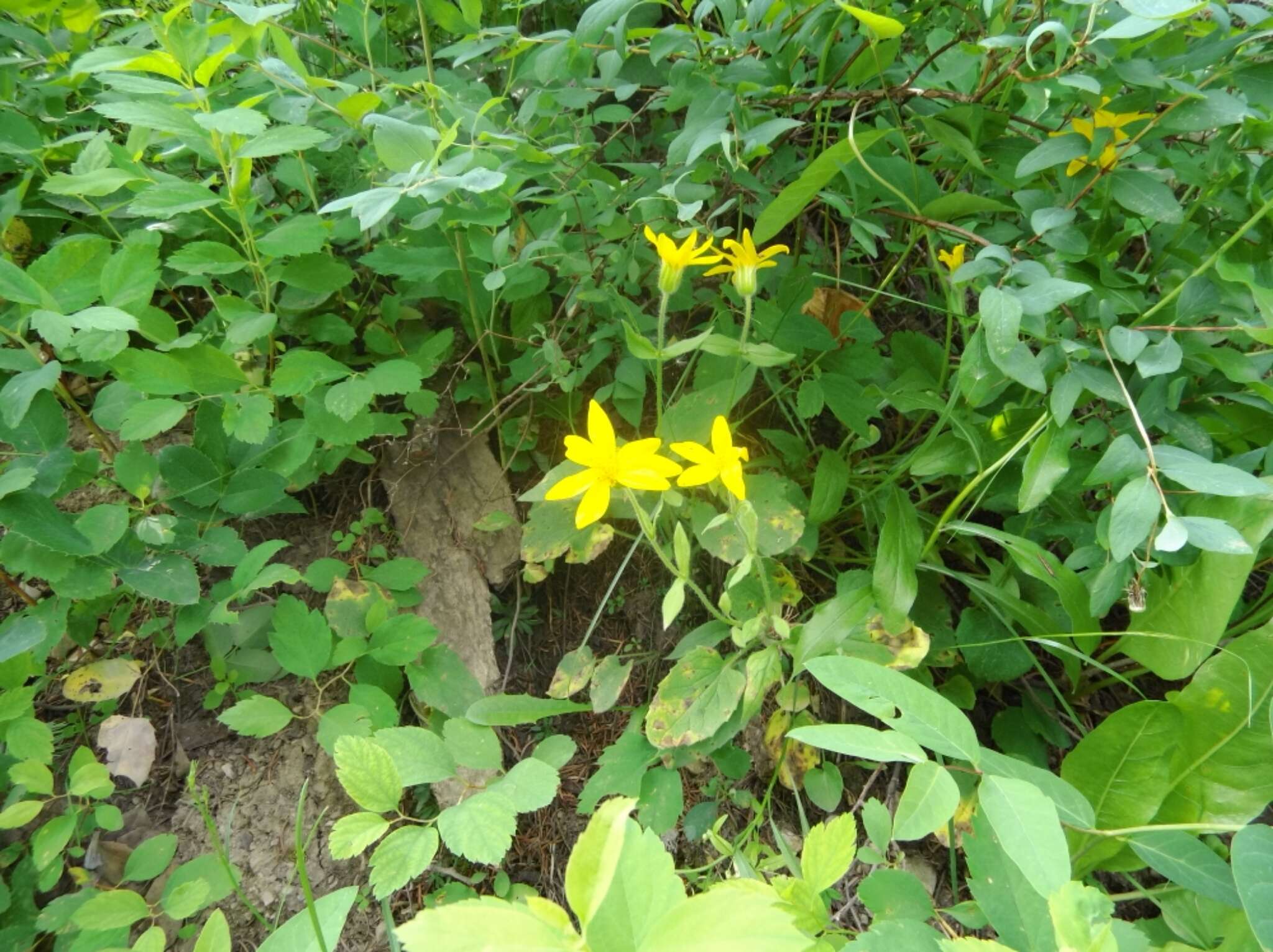 Image of heartleaf arnica