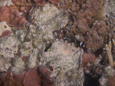 Image of Barrier Reef Anemonefish