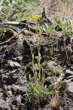 Image of Cleveland's Groundsel