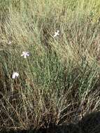 Image of rush skeletonplant