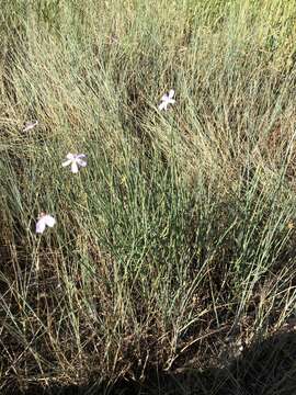 Image of rush skeletonplant