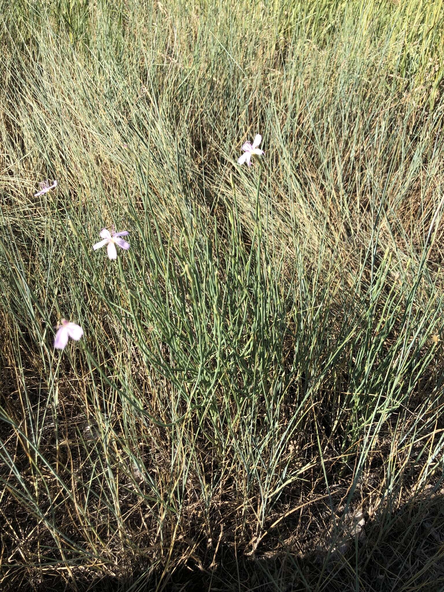 Image of rush skeletonplant