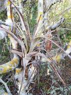 Imagem de Tillandsia huamelulaensis Ehlers