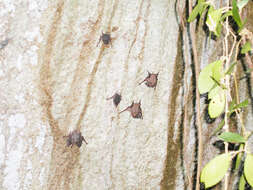 Image of Black-bearded Tomb Bat