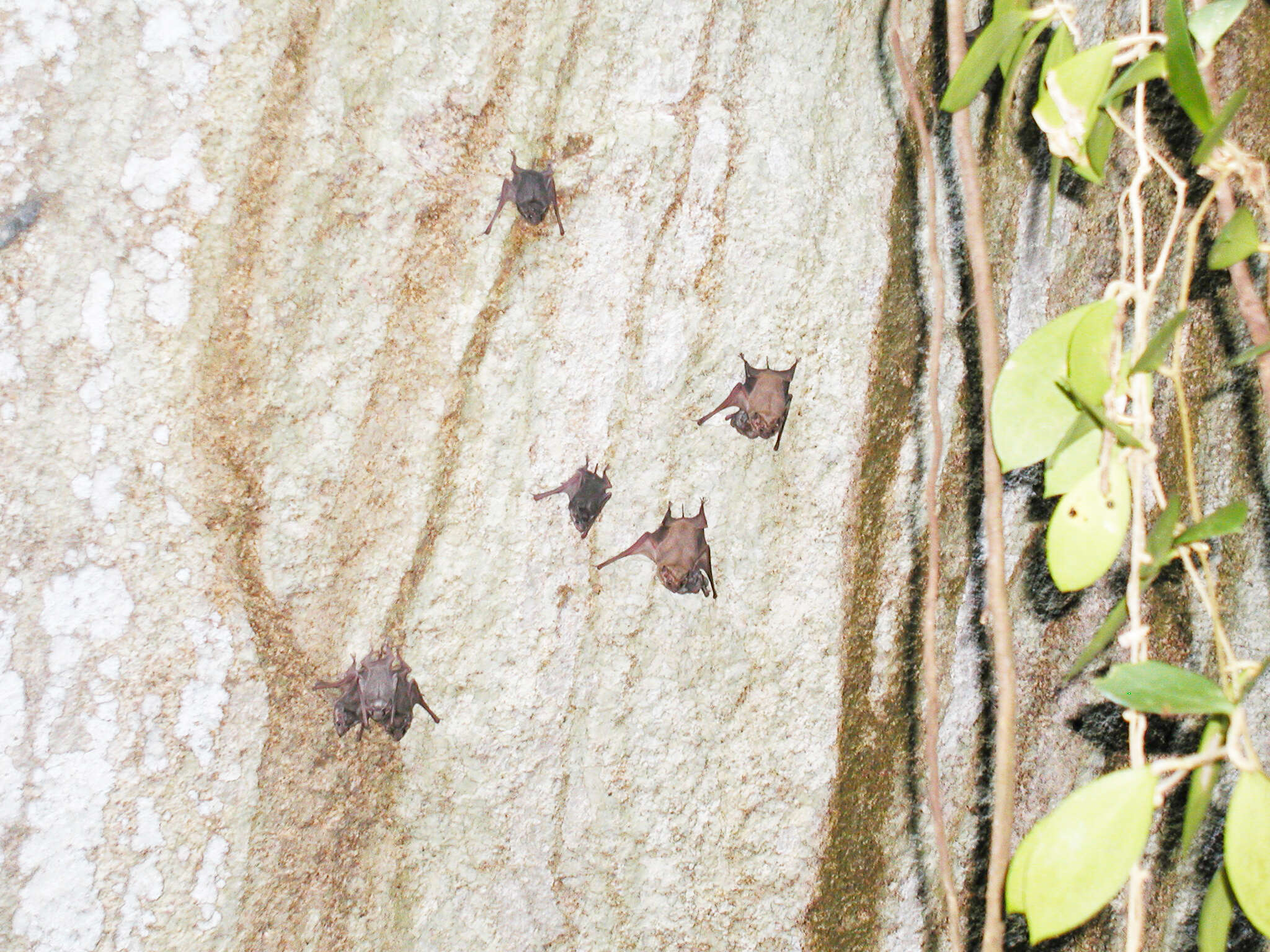 Image de Black-bearded Tomb Bat