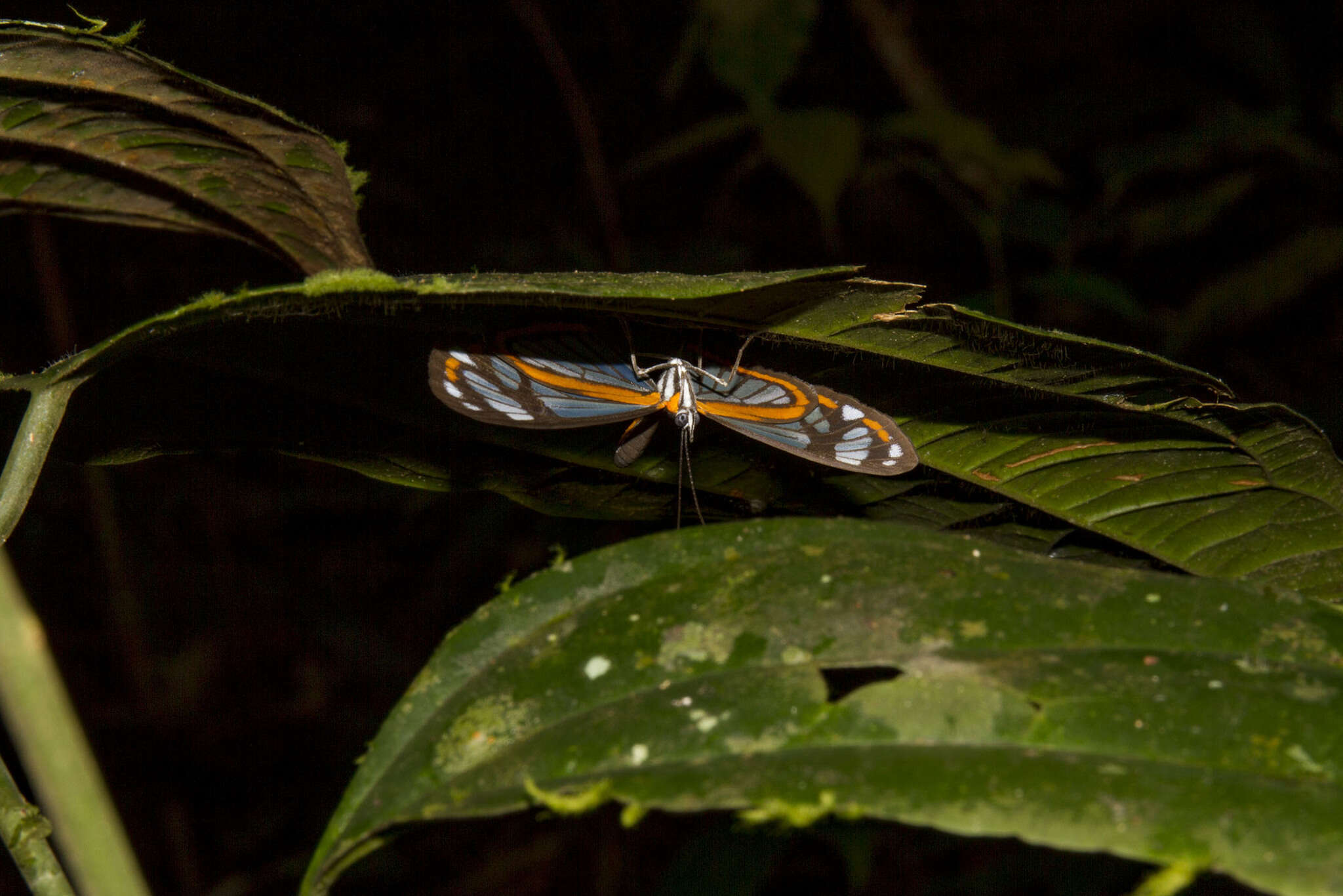 Image of Stalachtis phaedusa zephyritis