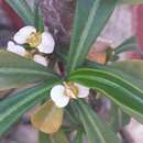 Euphorbia lophogona Lam. resmi