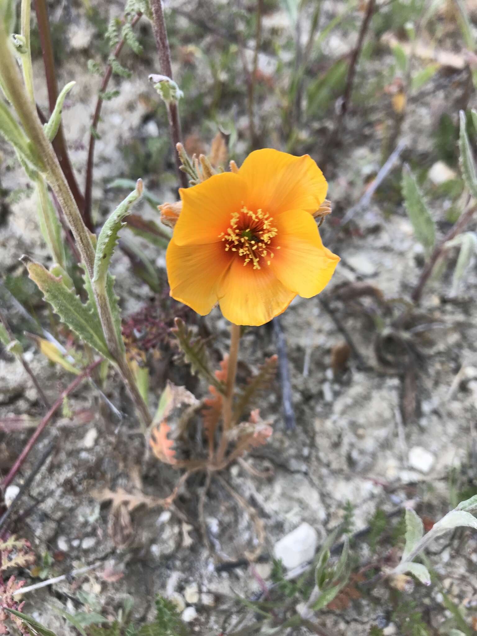 Image of San Joaquin blazingstar