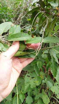 Image of Steriphoma peruvianum Spruce ex Eichl.