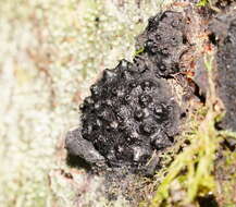 Annulohypoxylon hians (Berk. & Cooke) Y. M. Ju, J. D. Rogers & H. M. Hsieh 2005 resmi