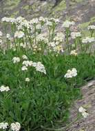 Achillea erba-rotta subsp. erba-rotta resmi