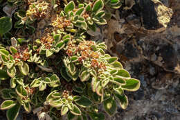 Image of Purslane-leaved aizoon