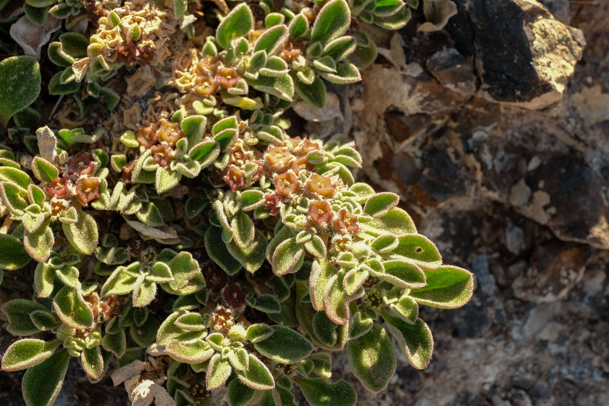 Image of Purslane-leaved aizoon