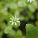 Слика од Stellaria parva Pedersen