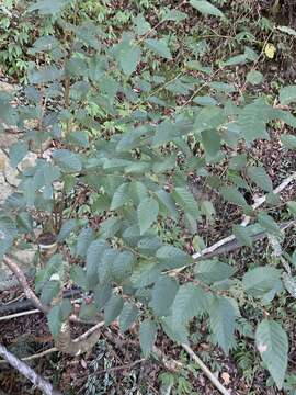 Image of Carpinus kawakamii Hayata