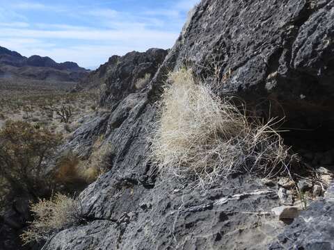 Astragalus ackermanii R. C. Barneby的圖片