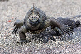 Image of marine iguana