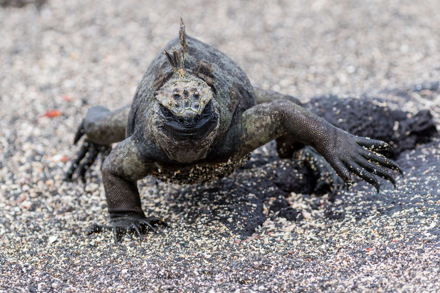 Image of marine iguana