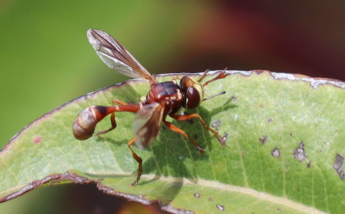 Physocephala marginata (Say 1823)的圖片