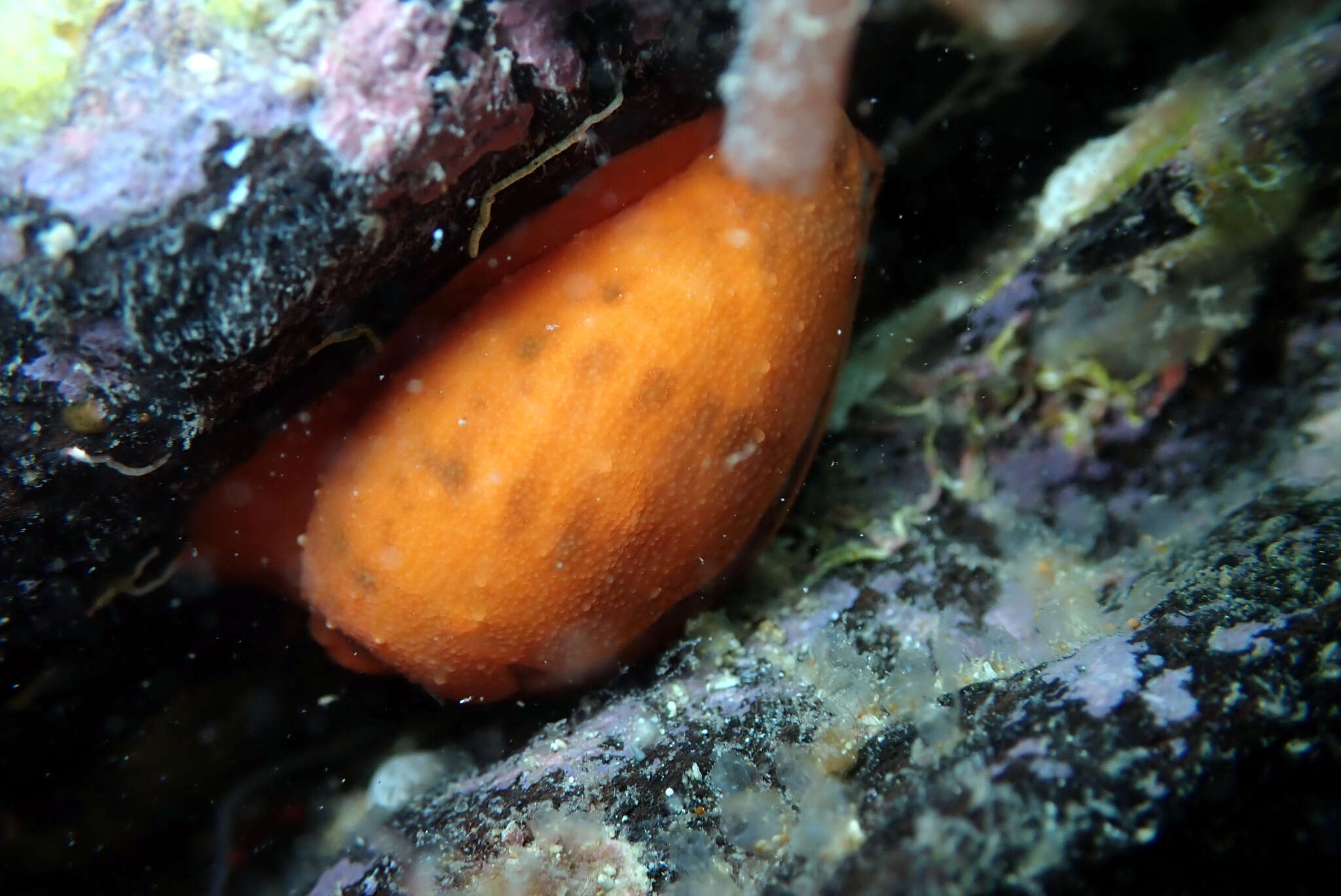 Image of Notocypraea comptonii (Gray 1847)